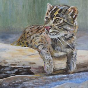 Fishing Cat 50x40cm Acrylic on Canvas 2023