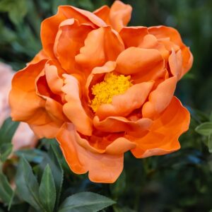 Orange Peony