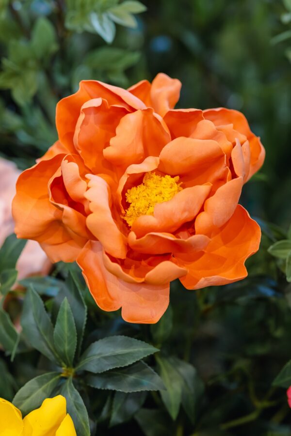 Orange Peony