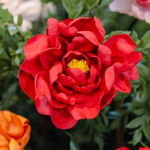 Red Peony