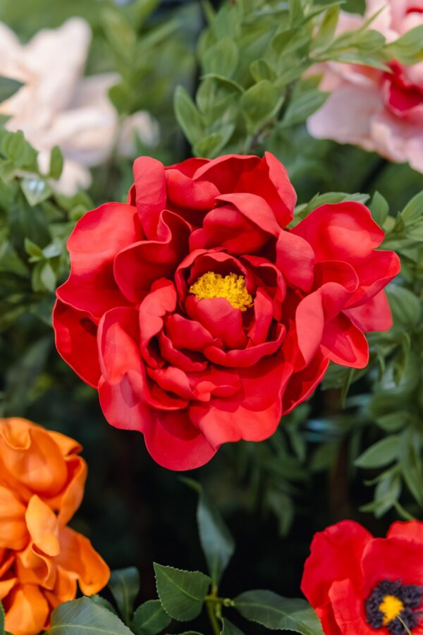 Red Peony