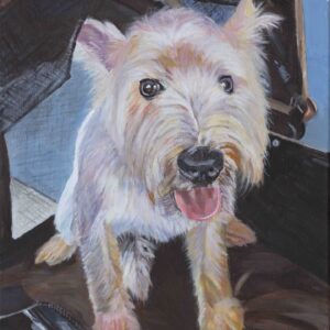 Teddy Westie 51x40cm Acrylic on Canvas 2024